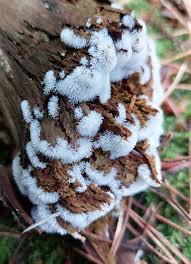 Attēlu rezultāti vaicājumam “Ceratiomyxa morchella stalked”