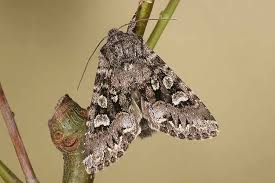 Attēlu rezultāti vaicājumam “Papestra biren”