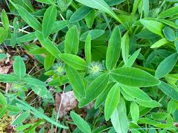 Attēlu rezultāti vaicājumam “Trifolium medium leaf”