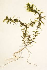 Attēlu rezultāti vaicājumam “Callitriche hermaphroditica leaf”