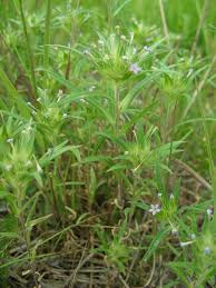 Attēlu rezultāti vaicājumam “Polemoniaceae”