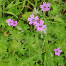 Attēlu rezultāti vaicājumam “Geranium molle flower”