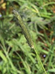 Attēlu rezultāti vaicājumam “Alopecurus pratensis”