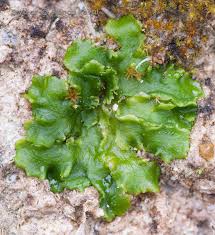 Attēlu rezultāti vaicājumam “Aneura pinguis”