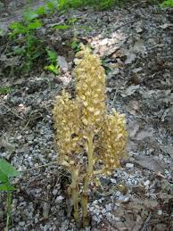 Attēlu rezultāti vaicājumam “Neottia nidus-avis”