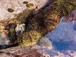 Image result for Strongylocentrotus droebachiensis