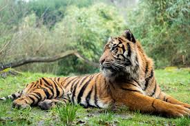 Afbeeldingsresultaat voor tijgers