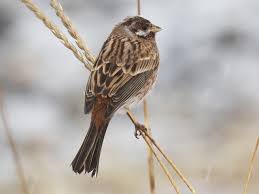 Image result for Emberiza leucocephalos