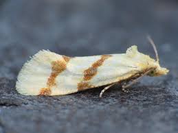 Attēlu rezultāti vaicājumam “Aethes margaritana”