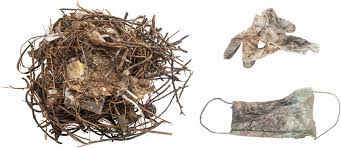 Attēlu rezultāti vaicājumam “Fulica atra nest”