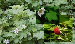Attēlu rezultāti vaicājumam “Rubus parviflorus fruit”