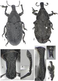 Attēlu rezultāti vaicājumam “Larinus sp.”