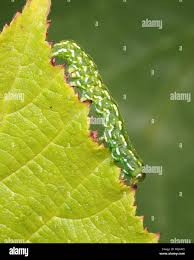 Attēlu rezultāti vaicājumam “Anarta myrtilli”