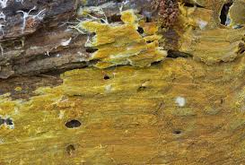 Attēlu rezultāti vaicājumam “Crustoderma dryinum”