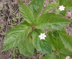 Attēlu rezultāti vaicājumam “Trientalis europaea leaf”