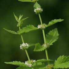 Attēlu rezultāti vaicājumam “Lycopus europaeus leaf”