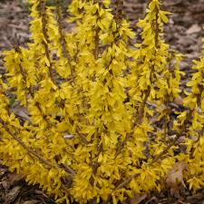 Attēlu rezultāti vaicājumam “Forsythia”