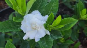 Attēlu rezultāti vaicājumam “Telekia speciosa bud”