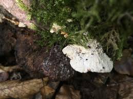 Attēlu rezultāti vaicājumam “Antrodiella serpula”