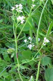 Attēlu rezultāti vaicājumam “Galium palustre fruit”