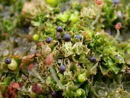 Attēlu rezultāti vaicājumam “Fossombronia wondraczekii sporophyte”