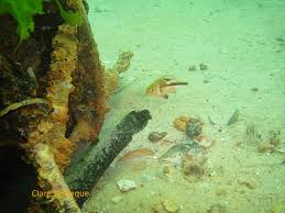 Image result for Chrysoblephus laticeps