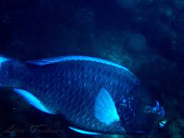 Image result for Scarus trispinosus