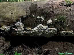 Attēlu rezultāti vaicājumam “Skeletocutis odora”