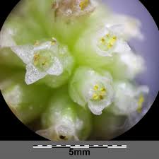 Attēlu rezultāti vaicājumam “Cuscuta europaea fruit”