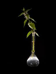 Attēlu rezultāti vaicājumam “Lamium album”