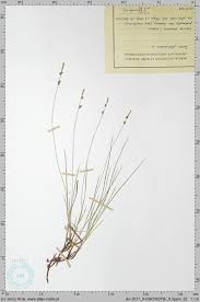 Attēlu rezultāti vaicājumam “Carex globularis”