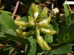 Attēlu rezultāti vaicājumam “Astragalus glycyphyllos flower”