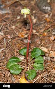Attēlu rezultāti vaicājumam “Pyrola chlorantha bud”