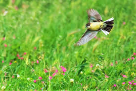 Attēlu rezultāti vaicājumam “Motacilla flava flava adult”