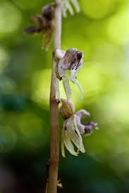 Attēlu rezultāti vaicājumam “Epipogium aphyllum”