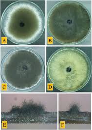 Attēlu rezultāti vaicājumam “Dianema nivale spores”
