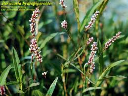 Attēlu rezultāti vaicājumam “Sphacelotheca hydropiperis”