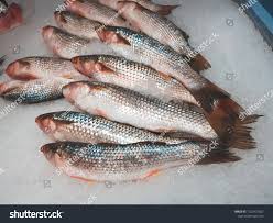 Image result for Ctenopharyngodon idella