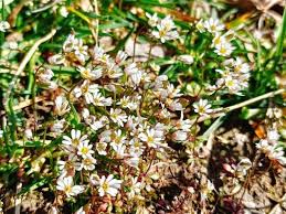 Attēlu rezultāti vaicājumam “Erophila verna flower”