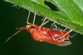 Attēlu rezultāti vaicājumam “Deraeocoris ruber imago”
