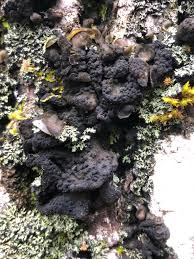 Attēlu rezultāti vaicājumam “Leptogium saturninum”