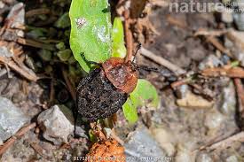 Attēlu rezultāti vaicājumam “Oiceoptoma thoracicum”