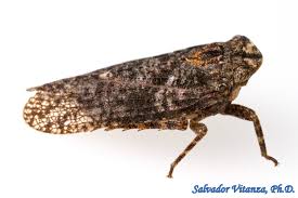 Attēlu rezultāti vaicājumam “Flaviporus citrinellus”