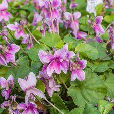 Image result for Viola odorata