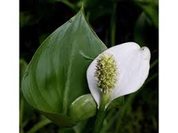 Attēlu rezultāti vaicājumam “Calla palustris flower”