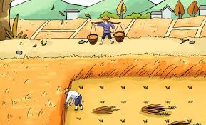 Image result for 春粒