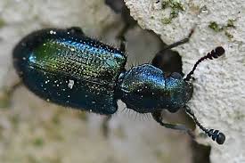 Attēlu rezultāti vaicājumam “Necrobia violacea”