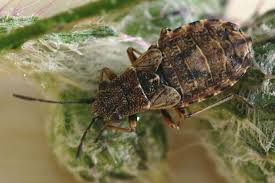 Attēlu rezultāti vaicājumam “Nithecus jacobaeae”