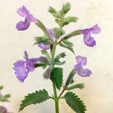 Attēlu rezultāti vaicājumam “Nepeta x faassenii”