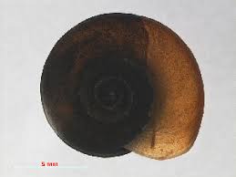 Attēlu rezultāti vaicājumam “Planorbis planorbis”